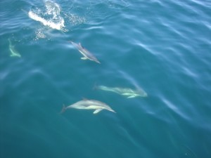 Algarve delfiny